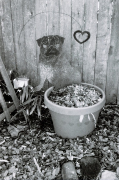 Pug pinhole photo